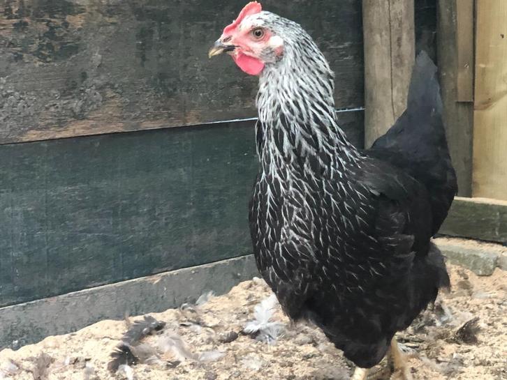 Sussex rustige robuuste kippen zwartcolombia kleurslag, Dieren en Toebehoren, Pluimvee, Kip, Vrouwelijk