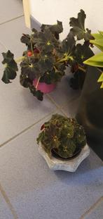 Zwarte bladbegonia, bijzondermooie nerven, Ophalen, Halfschaduw, Minder dan 100 cm