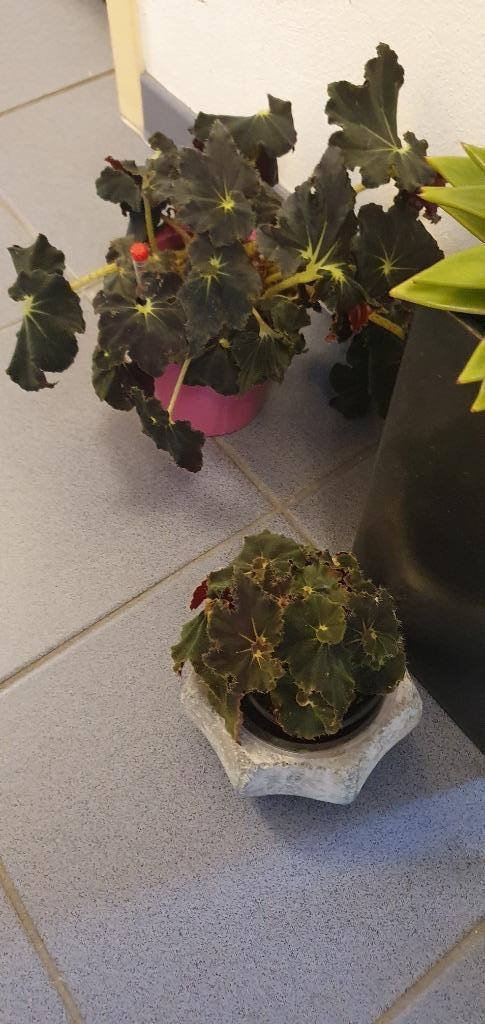 Zwarte bladbegonia, bijzondermooie nerven, Huis en Inrichting, Kamerplanten, Minder dan 100 cm, Halfschaduw, Ophalen