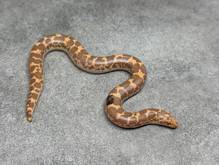 Keniaanse zandboa paradox albino, Dieren en Toebehoren, Reptielen en Amfibieën, Slang, 3 tot 6 jaar