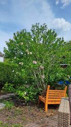 Gratis Hibiscus syriacus, Tuin en Terras, Planten | Bomen, Ophalen, Volle zon, Overige soorten