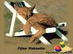 Aangeboden:betrouwbare huisdierenoppas, Vacatures, Overige niveaus, Starter, Overige vormen