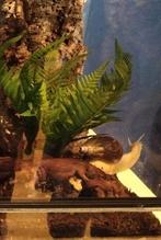 Afrikaanse reuze slak, slakken, huisdier, Dieren en Toebehoren, Ophalen, Zo goed als nieuw, Overige typen