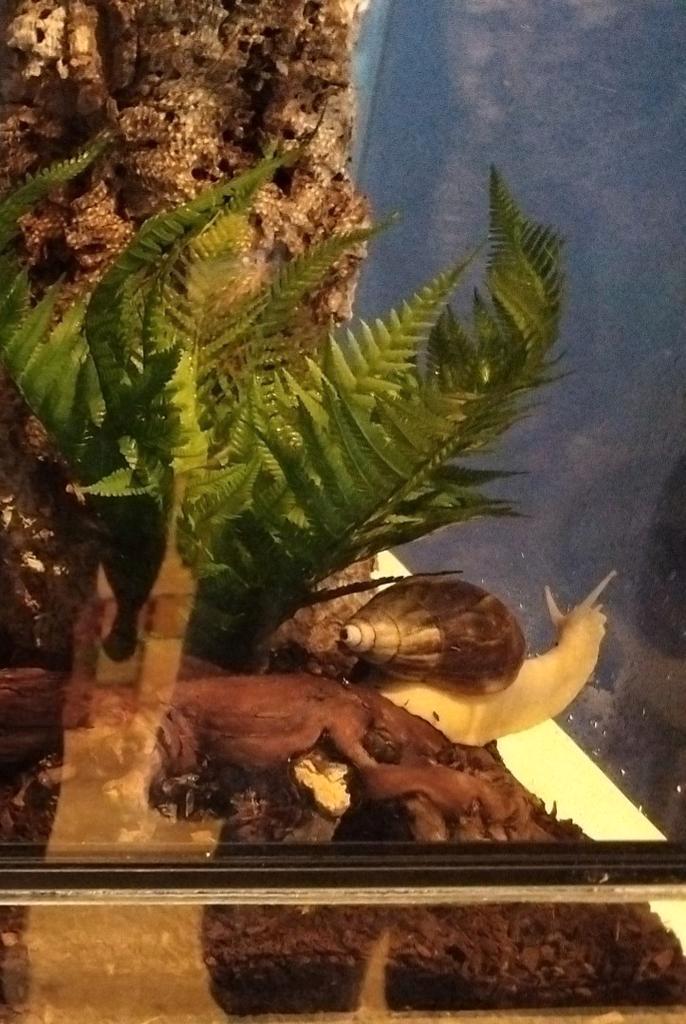 Afrikaanse reuze slak, slakken, huisdier, Dieren en Toebehoren, Reptielen en Amfibieën | Toebehoren, Zo goed als nieuw, Overige typen