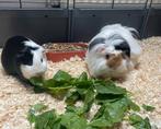 Cavia/ knaagdieren opvang, Meerdere dieren, Cavia, Voor 1 juli 2024