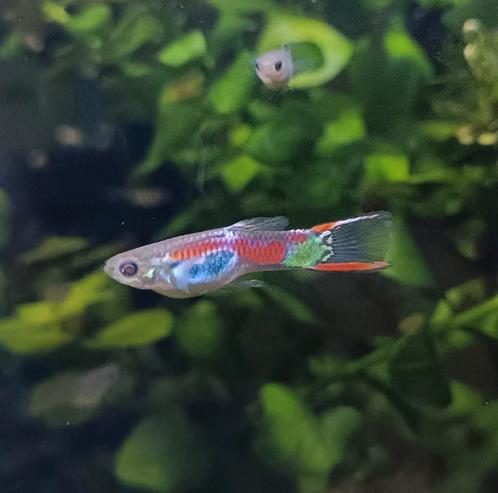 Groep endler guppen, Dieren en Toebehoren, Vissen | Aquariumvissen, Zoetwatervis, Vis, Schoolvis