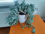 Decoratieve hangende vetplant (Sedum burrito / Donkey Tail), Huis en Inrichting, Kamerplanten, Ophalen, Vetplant, Halfschaduw