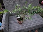 Callistemon White., Tuin en Terras, Planten | Tuinplanten, Ophalen, Overige soorten, Volle zon