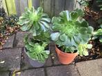 Aeonium, Huis en Inrichting, Kamerplanten, Ophalen, Vetplant, 100 tot 150 cm, Halfschaduw