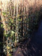 Klimop voor haag (Hedera hibernica), Ophalen, Overige soorten, Haag, Minder dan 100 cm