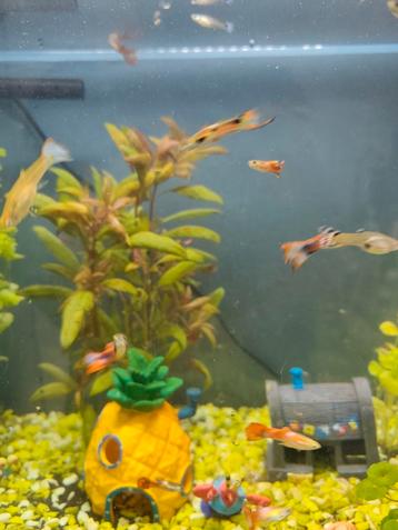 Baby guppen te koop beschikbaar voor biedingen