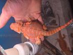 Erg mooie baardagamen  genoeg keuze, Dieren en Toebehoren, Reptielen en Amfibieën, Hagedis, Tam, 0 tot 2 jaar