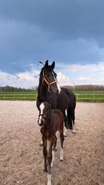 8 jarige zwarte fokmerrie te koop., Dieren en Toebehoren, Paarden, Merrie, B, Gechipt, Dressuurpaard