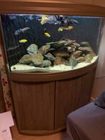 Aquarium Aqualantis, Dieren en Toebehoren, Ophalen, Gebruikt, Leeg aquarium