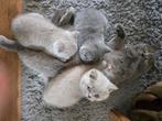 Prachtige britse korthaar kittens, Ontwormd, Meerdere dieren