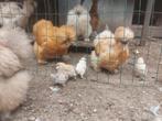 Usa zijdehoen kuikentjes (natuur broed), Geslacht onbekend, Kip