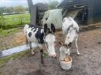 Span bonte ezels, Meerdere dieren, Voor 1 juli 2024