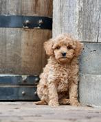Dwergpoedel x Toypoedel pups | Toy x Dwerg Poedel, Poedel, Nederland, CDV (hondenziekte), 8 tot 15 weken