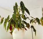 Geweldige ‘Polkadot’ Begonia | In pot | Zie omschrijving, Ophalen, Overige soorten, Halfschaduw, In pot