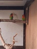 Agapornis gratis, Mannelijk, Parkiet