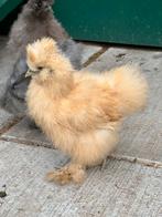 3x zijdehoen kriel, Dieren en Toebehoren, Pluimvee, Meerdere dieren, Kip