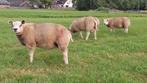 Dekram te koop, Dieren en Toebehoren, Schapen, Geiten en Varkens, Mannelijk, Schaap, 0 tot 2 jaar