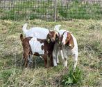 Gezocht boergeit plus lammeren va april, Dieren en Toebehoren, Meerdere dieren, Geit, 0 tot 2 jaar
