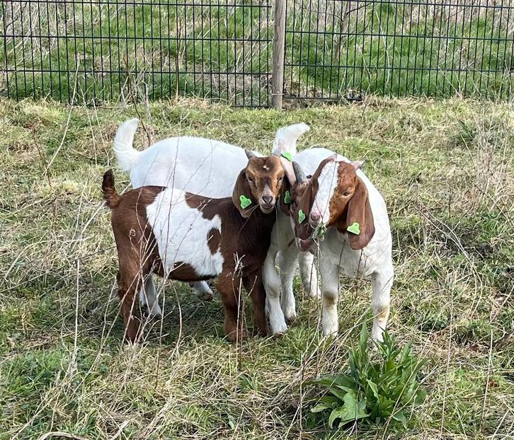 Gezocht boergeit plus lammeren va april, Dieren en Toebehoren, Schapen, Geiten en Varkens, Geit, Meerdere dieren, 0 tot 2 jaar
