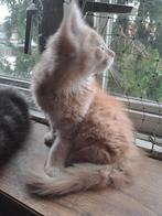 Maine coon kittens raszuivere  mogen verhuizen, Meerdere dieren, Gechipt, 0 tot 2 jaar