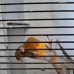 Kanaries, Dieren en Toebehoren, Vogels | Kanaries, Meerdere dieren, Kleurkanarie