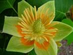 Echte Tulpenboom / Liriodendron Tulipifera, Volle zon, Vaste plant, Zomer, Ophalen