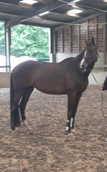  Te koop: Zeer lieve 12-jarige Oldenburg merrie beschikbaar voor biedingen