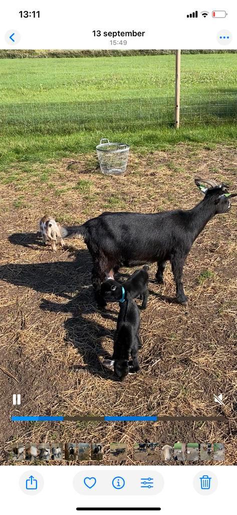 Dwerggeitje, Dieren en Toebehoren, Schapen, Geiten en Varkens, Geit, Vrouwelijk