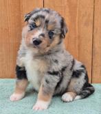 Australian shepherd x border collie pups, Dieren en Toebehoren, Honden | Herdershonden en Veedrijvers, Nederland, 8 tot 15 weken