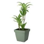 Plantenpot/bloempot Kunststof D39xH35cm Groen, 25 tot 40 cm, Kunststof, 1786PC15, Vierkant
