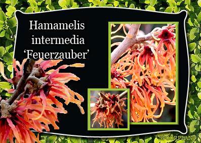 Bloeiende heesters, Tuin en Terras, Planten | Bomen, Overige soorten, Minder dan 100 cm, Volle zon, Zomer, Ophalen