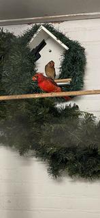 Koppel rode kardinalen van 2025, Dieren en Toebehoren, Vogels | Overige Vogels, Meerdere dieren