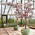 Bloesemboom Kunst - Seta Fiori - op echt hout, Huis en Inrichting, Woonaccessoires | Kunstplanten en Kunstbloemen, Ophalen of Verzenden