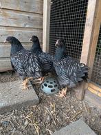 Barnevelder hennen. Laatste van dit jaar., Dieren en Toebehoren, Pluimvee, Vrouwelijk, Kip