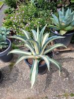 Agave Medio Picta Alba, Ophalen, Bloeit niet, Overige soorten, Volle zon