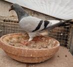 Piepers te koop, Mannelijk, Postduif