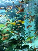 Ruim 300 prachtige ras guppen in een koop, Vis