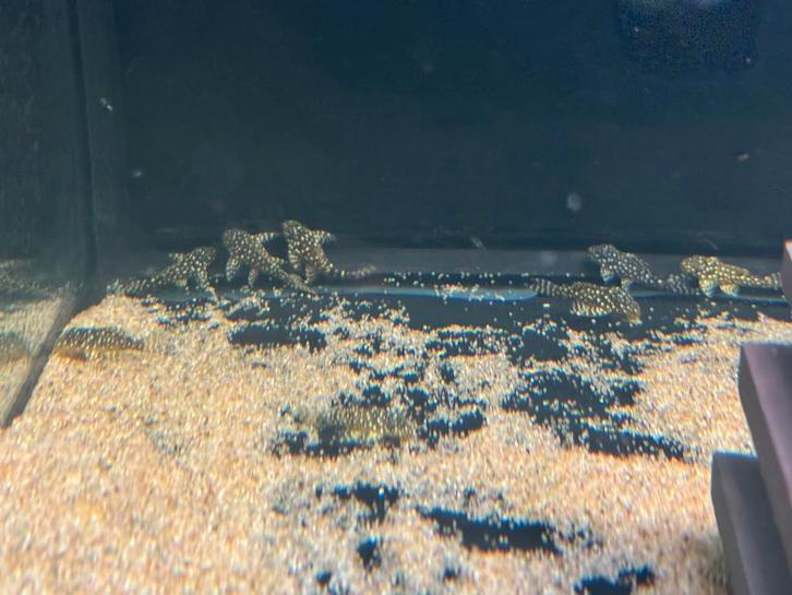 L136 A/B (ouderdieren staan ook te koop), Dieren en Toebehoren, Vissen | Aquariumvissen, Zoetwatervis, Vis