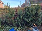 Taxus struiken voor een mooie haag!, Tuin en Terras, Planten | Tuinplanten, Volle zon, Vaste plant, Bloeit niet, Ophalen