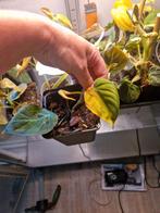 Philodendron Micans Variegata, Ophalen of Verzenden, Overige soorten, Minder dan 100 cm