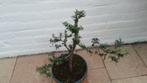 Bonsai Taxus, Bloeit niet, Halfschaduw, Overige soorten, Minder dan 100 cm