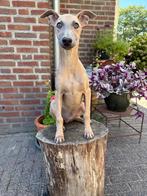 Mooie gele en zwarte whippet pups, Dieren en Toebehoren, Honden | Windhonden, Nederland, Whippet, CDV (hondenziekte), 8 tot 15 weken