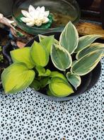 Pot met 2 pretty Hosta, 1 is more rare type, Vaste plant, Halfschaduw, Zomer, Ophalen