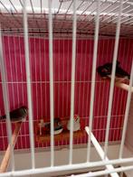 5 mooi zebravinken met grote kooi te koop  met kooi €80, Meerdere dieren, Zangkanarie