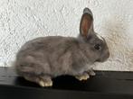 1 grijs , 1 wit met bruin  & 1 wit met grijs, Dieren en Toebehoren, Konijnen, Meerdere dieren